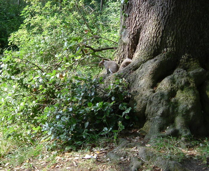 American Grey Squirrel