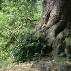 American Grey Squirrel