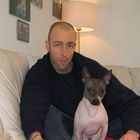 American Hairless Terrier in England