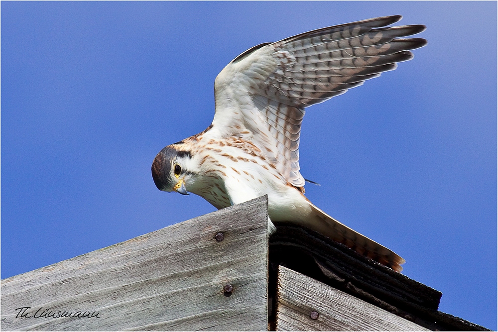 American Kestrel