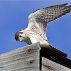 American Kestrel