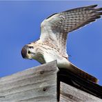 American Kestrel