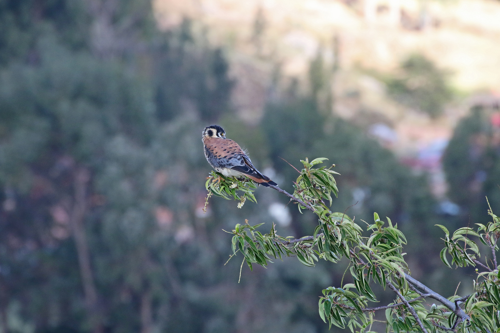 AMERICAN KESTREL