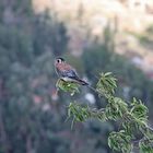 AMERICAN KESTREL