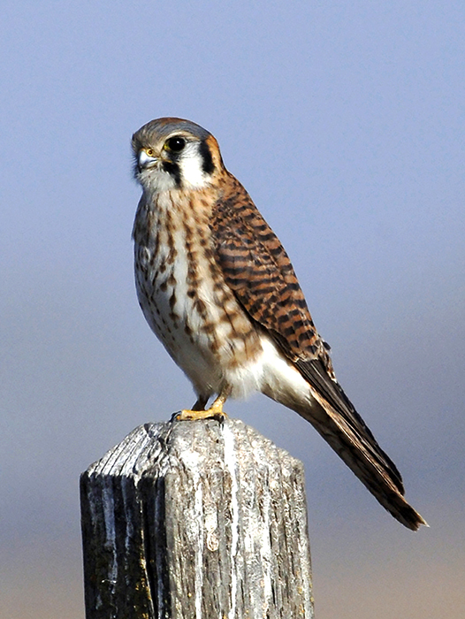 American Kestrel on a Post