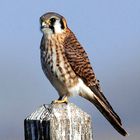 American Kestrel on a Post