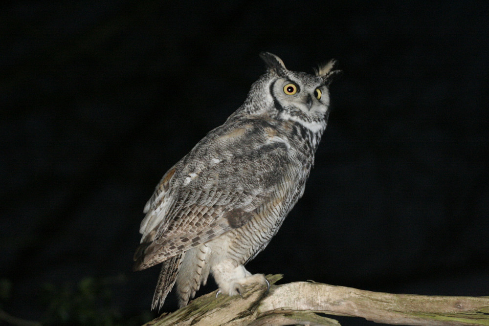 american long eard owl in norfolk uk