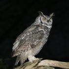 american long eard owl in norfolk uk