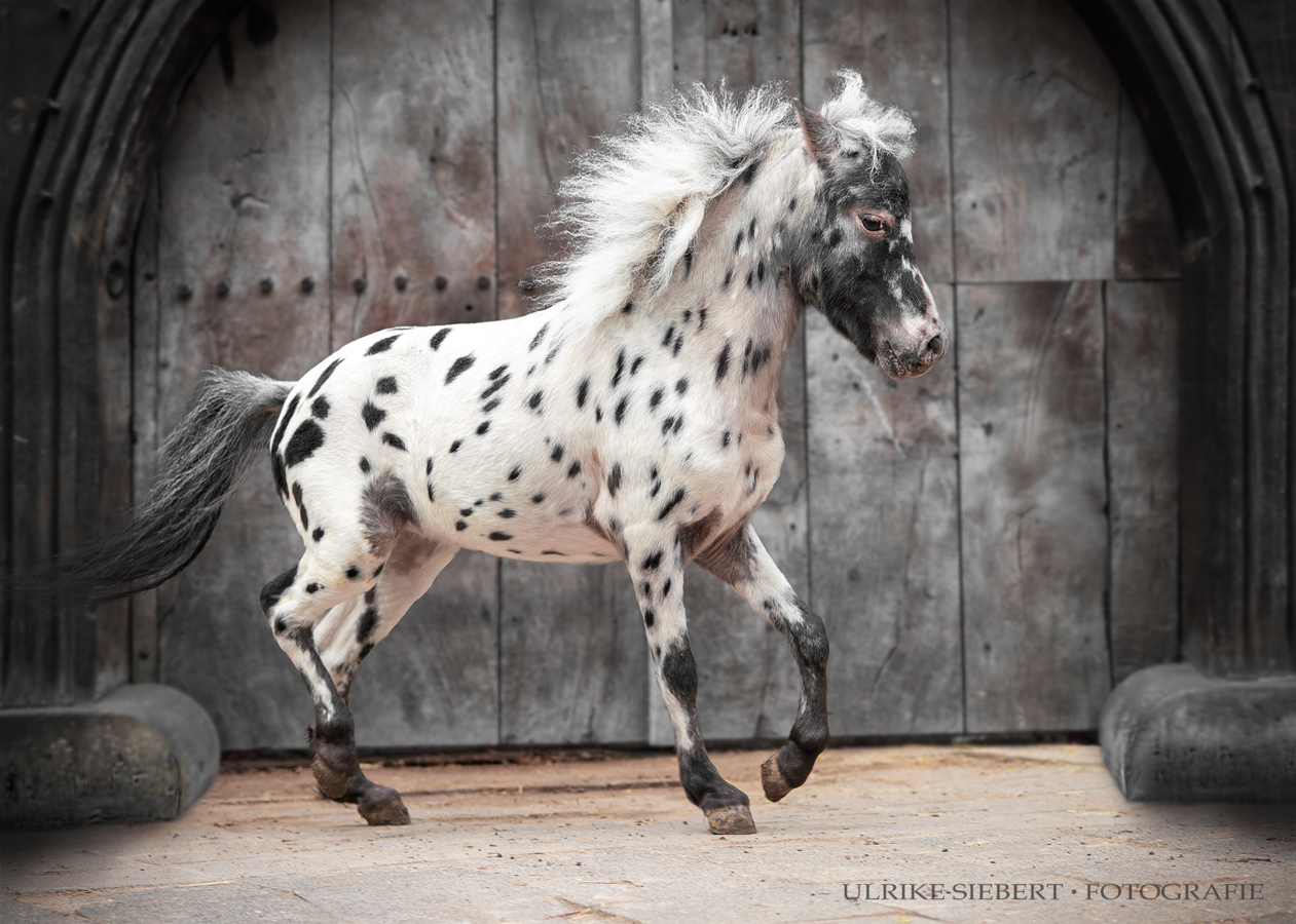 American Miniature Horse