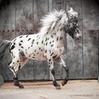 American Miniature Horse