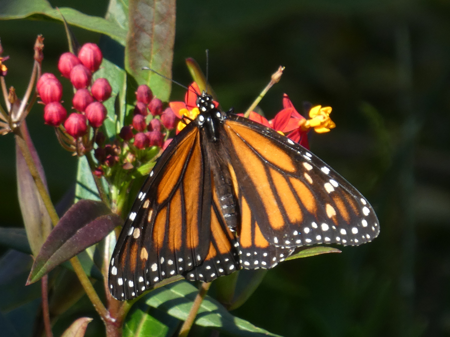 American Monarch (Monarchfalter) -  Danaus plexippus