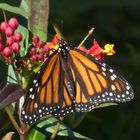 American Monarch (Monarchfalter) -  Danaus plexippus