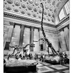 American Museum of Natural History