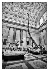 American Museum of Natural History