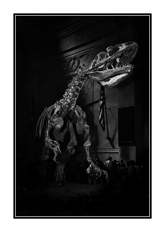 American Museum of Natural History, New York