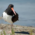 American Oystercatcher