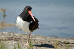 American Oystercatcher