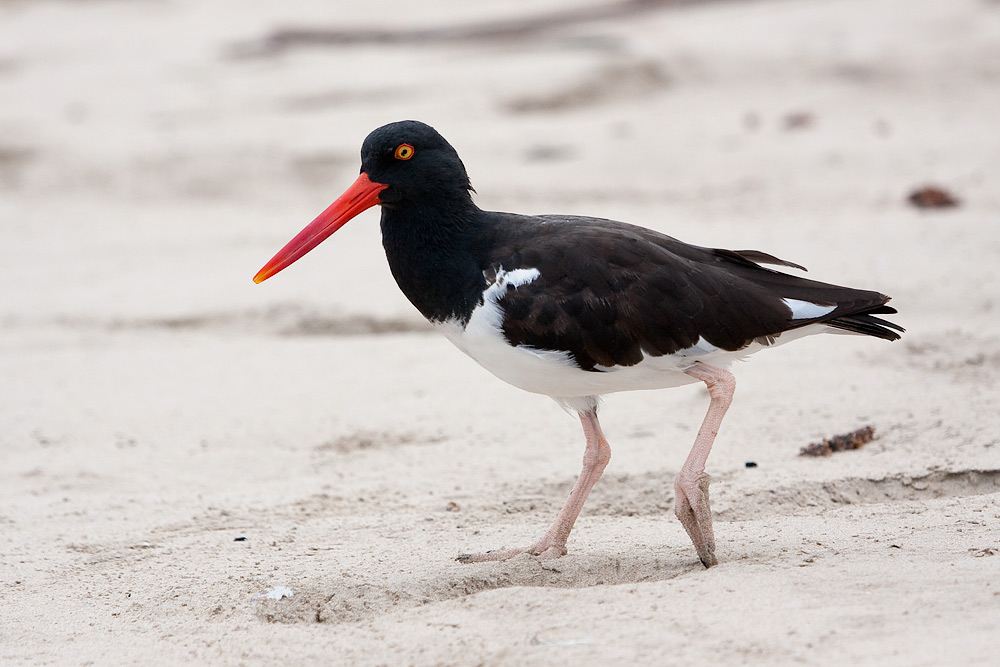 American Oystercatcher