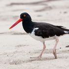 American Oystercatcher