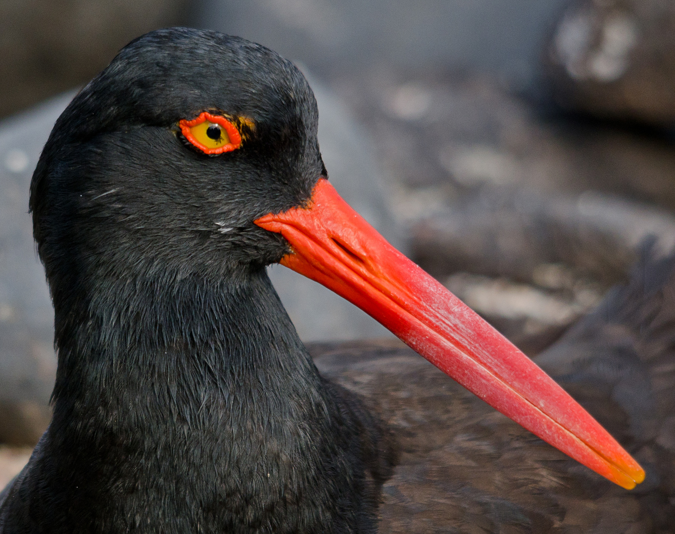 American Oystercatcher