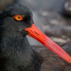 American Oystercatcher