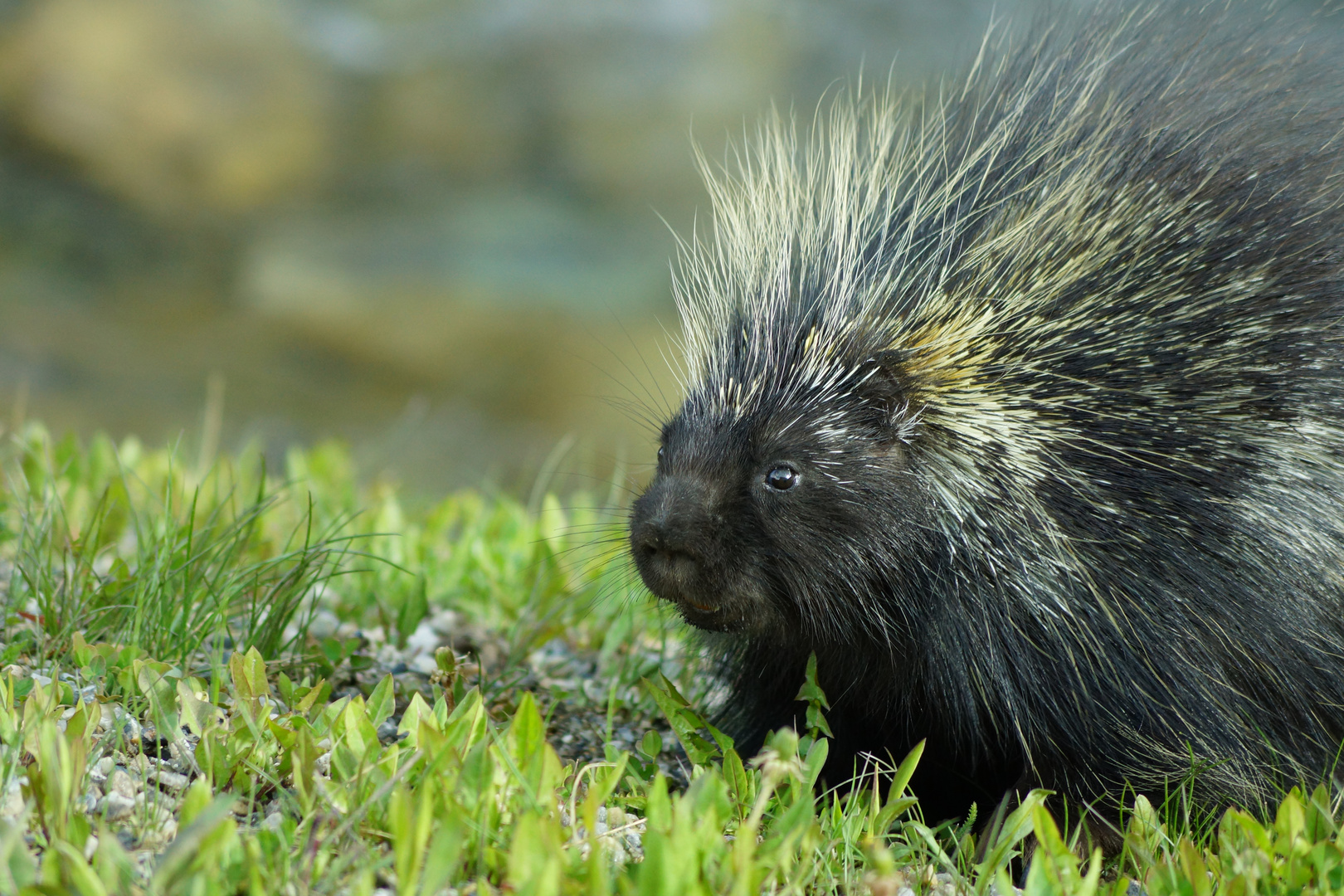 american PORCUPINE 