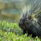 american PORCUPINE 