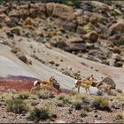 American Pronghorns