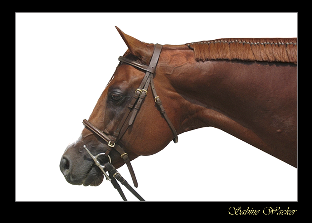 American Quarter Horse Stallion