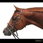 American Quarter Horse Stallion