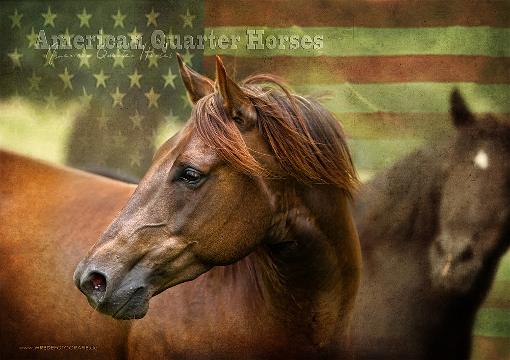 American Quarter Horses