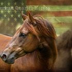 American Quarter Horses