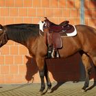 American Quarterhorse