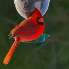 American Red Cardinal