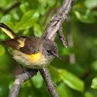 American Redstart (Setophaga ruticilla)