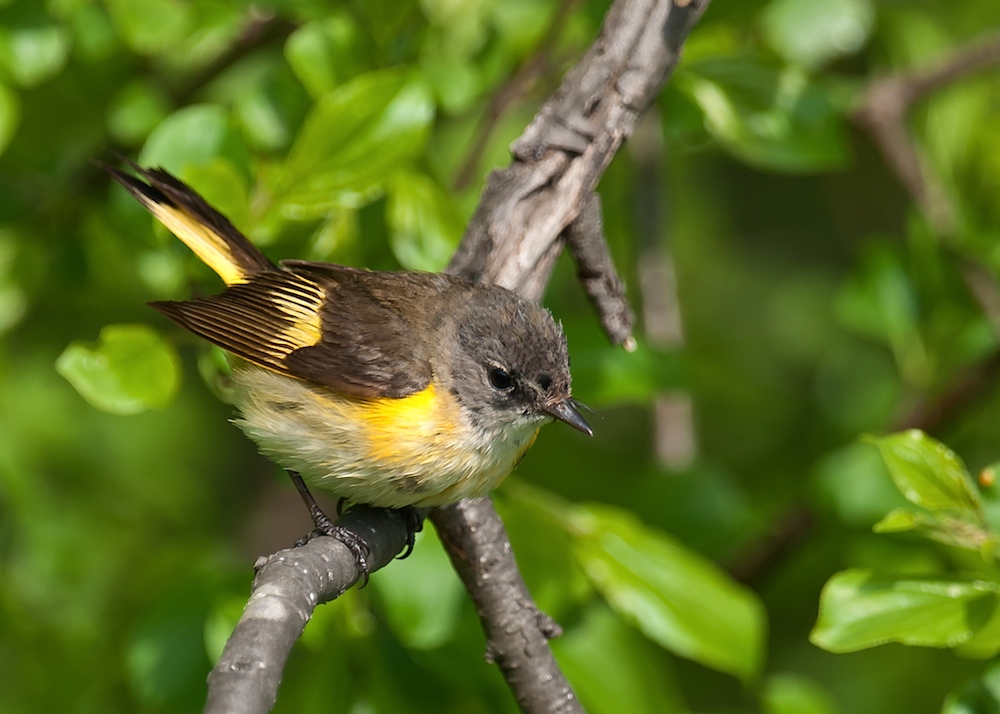 American Redstart (Setophaga ruticilla)