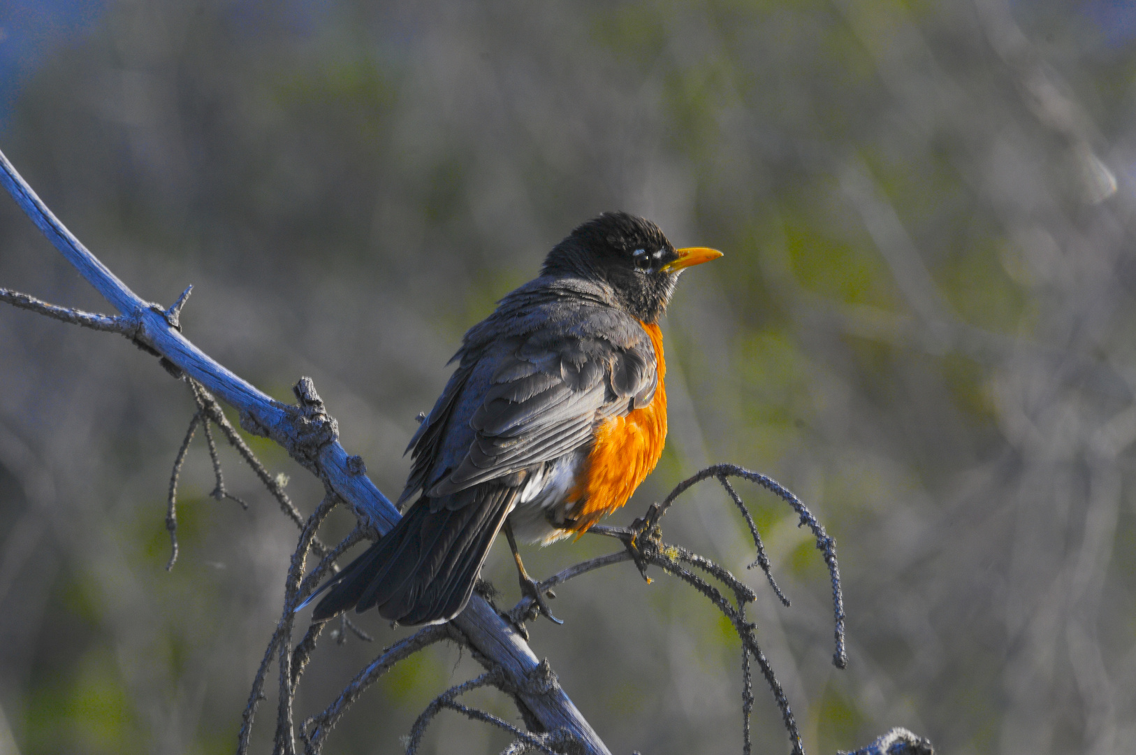 american robin 