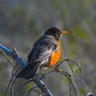 american robin 