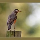 American Robin