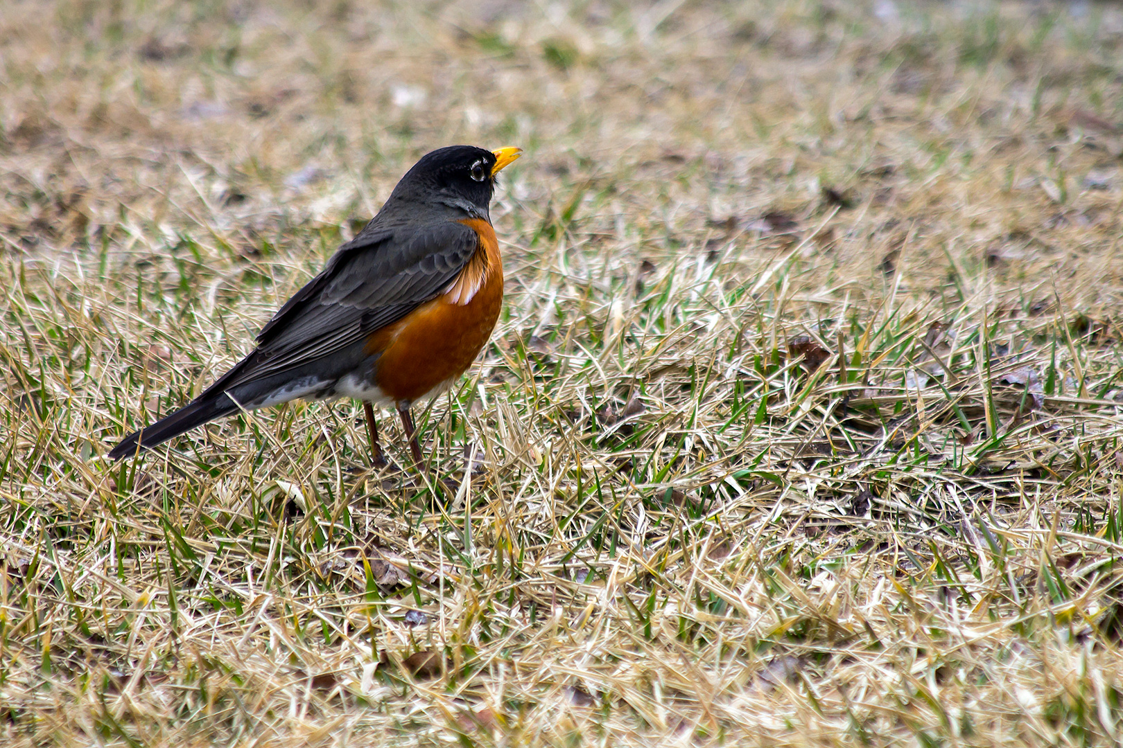 American Robin