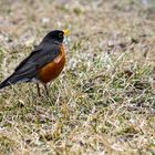 American Robin