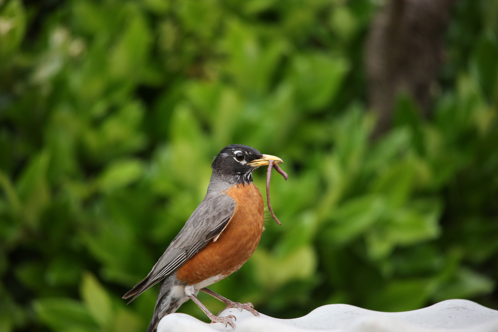   American robin