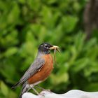   American robin