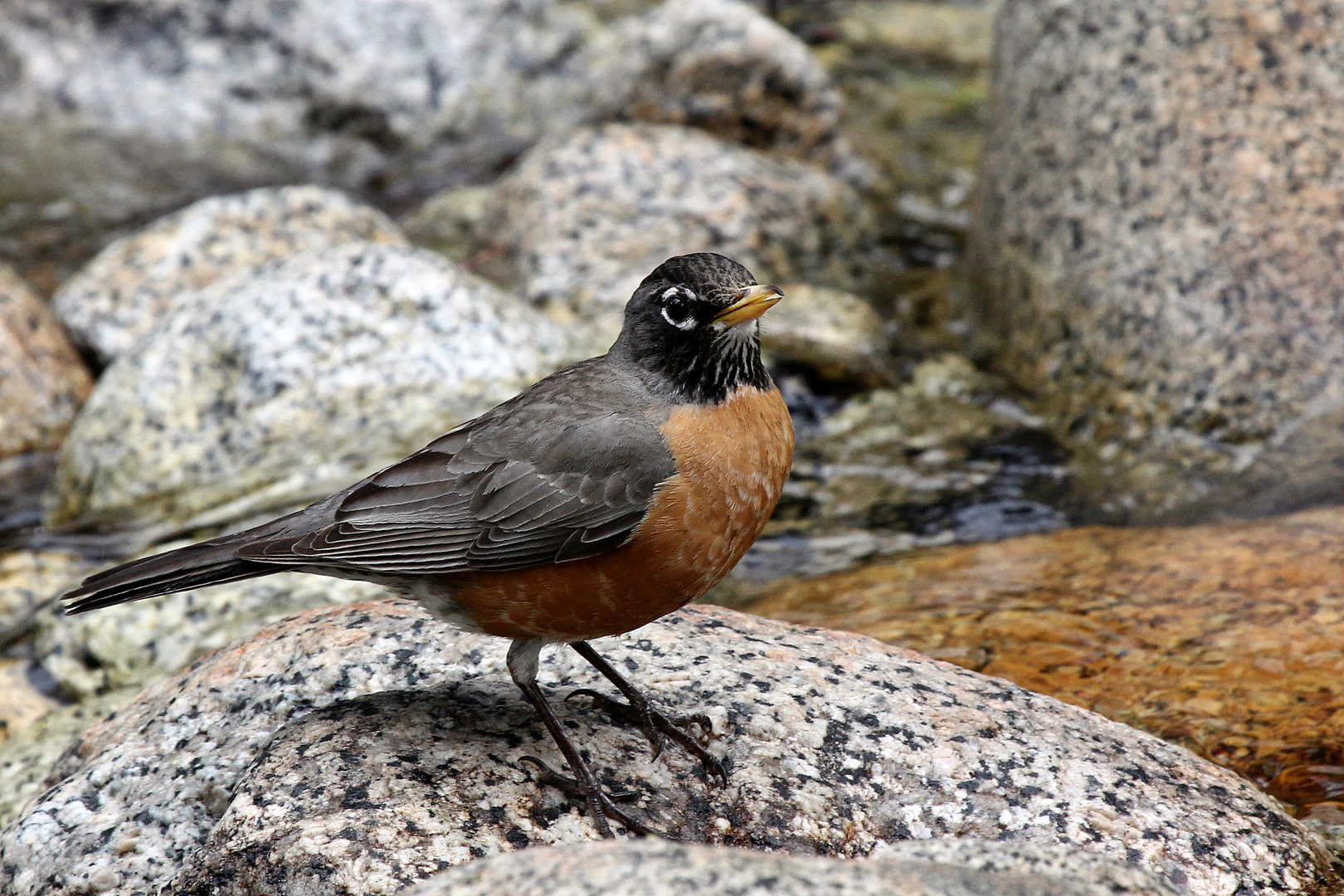 American Robin