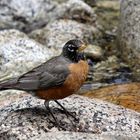 American Robin