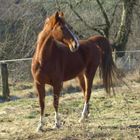 American Saddlebred Horse