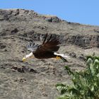 American Sea-eagle