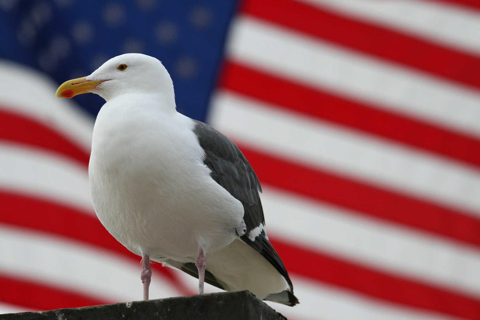 American Seagull