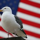 American Seagull