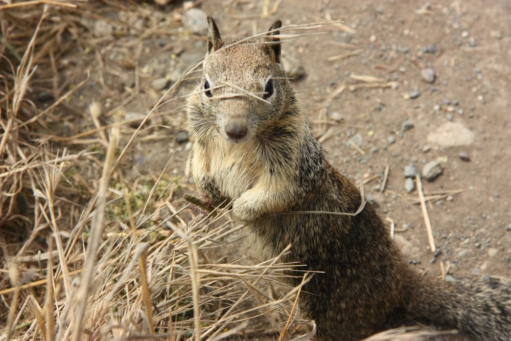 american squirrel von CaroTeddy 